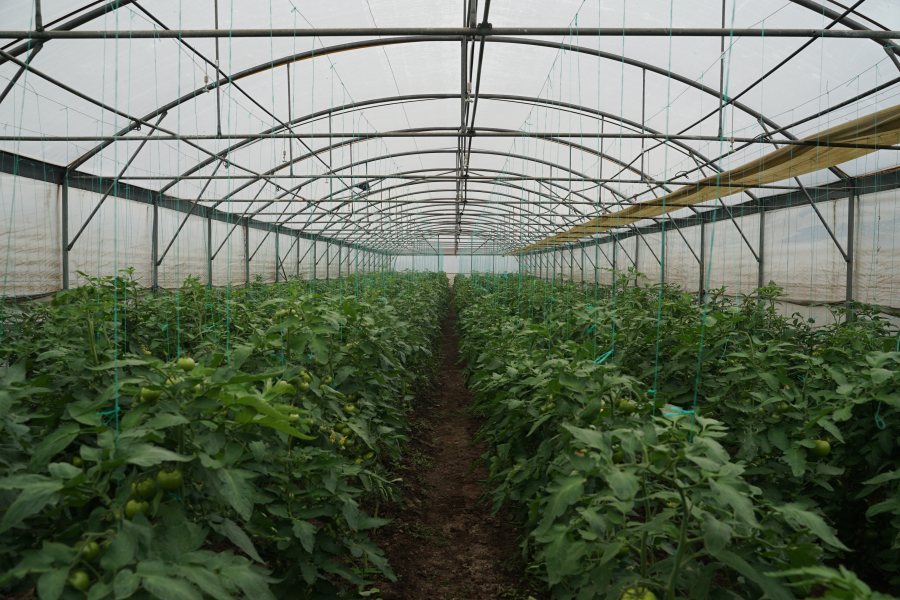 Măsurile de sprijin pentru legumicultori necesită îmbunătățiri și mai mulți bani în 2024