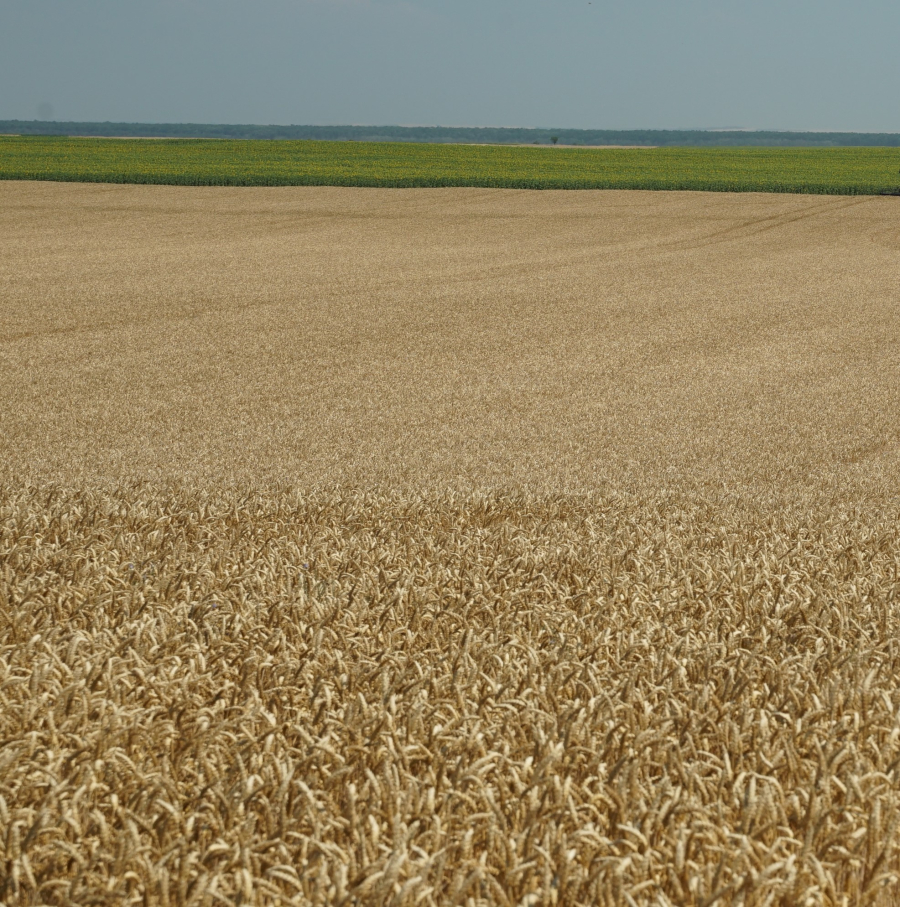 Îmbunătățirea calității și valorii nutriționale a culturilor agricole cu produse biologice inovatoare