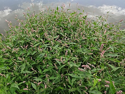 Polygonum persicaria (Ardeiul broaștei)