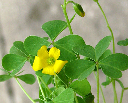 Oxalis stricta (Măcriş de iarbă cu flori galbene)
