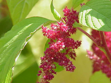 Amaranthus spp.