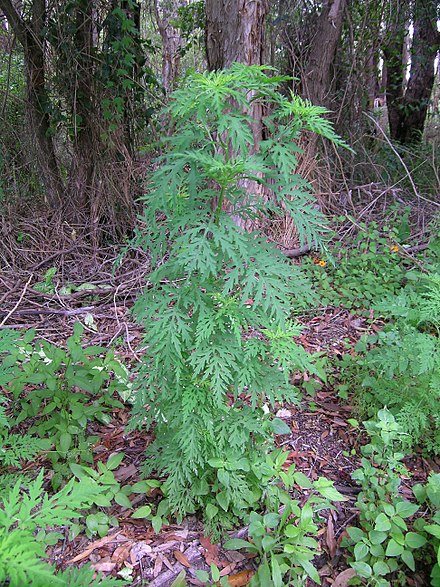 Ambrosia spp. (Ambrozia)