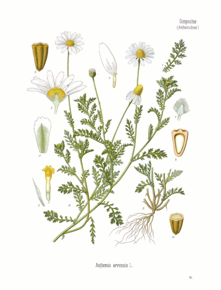 Anthemis arvensis (Romaniţă de câmp)
