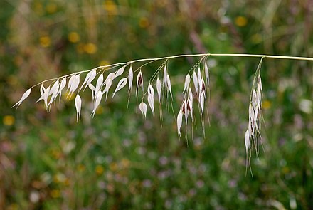 Avena fatua (Odos)