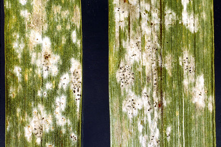 Erysiphe graminis (Făinare)