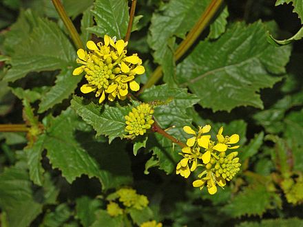 Sinapis arvensis (Muștar sălbatic)