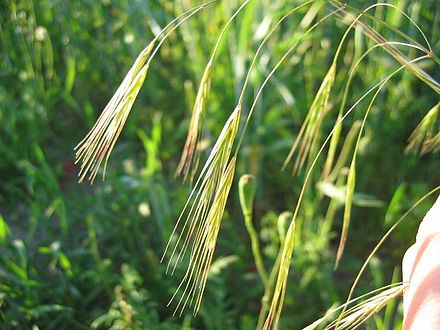 Bromus sterilis (Obsiga)