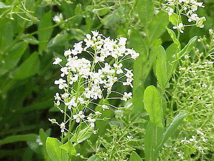 Cardaria draba (Urda vacii)