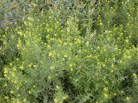 Descurainia spp.