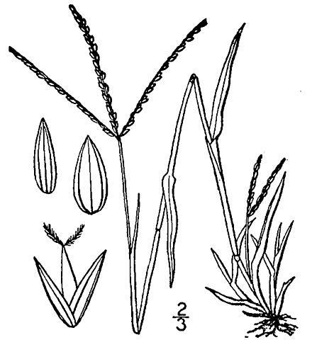 Digitaria ischaemum