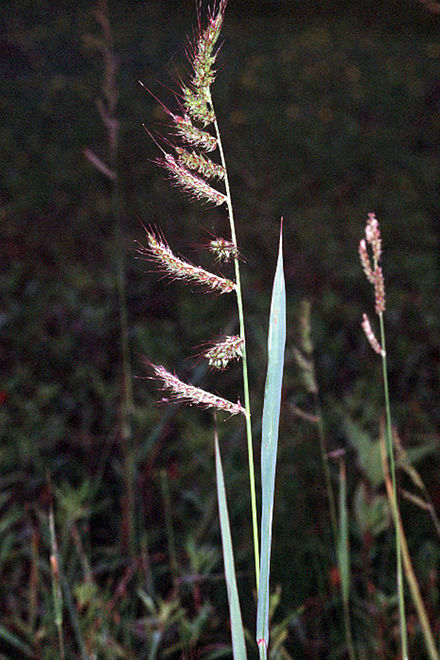 Echinochloa crus-galli (Iarbă-bărboasă)
