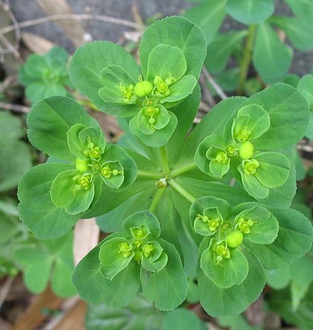 Euphorbia heliocsopia (Laptele cucului)