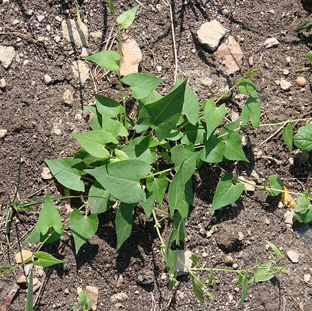 Polygonum convolvulus (Hrișcă urcătoare)