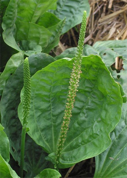 Plantago spp. (Limba oii)