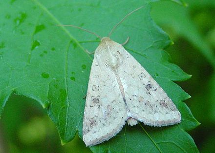 Helicoverpa armigera (Omida fructelor)