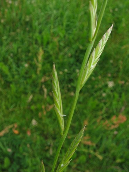 Lolium multiflorum (Raigras aristat)