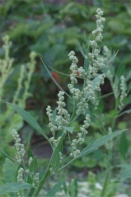 Chenopodium album (Spanac sălbatic)