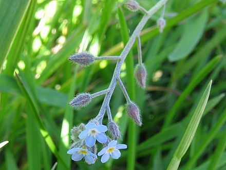 Myosotis arvensis (Nu-mă-uita)