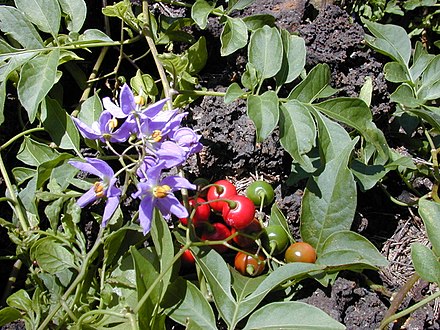 Solanum spp.