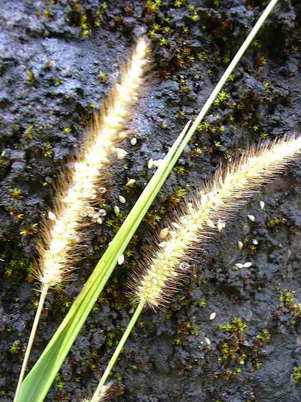 Setaria spp. (Mohor)