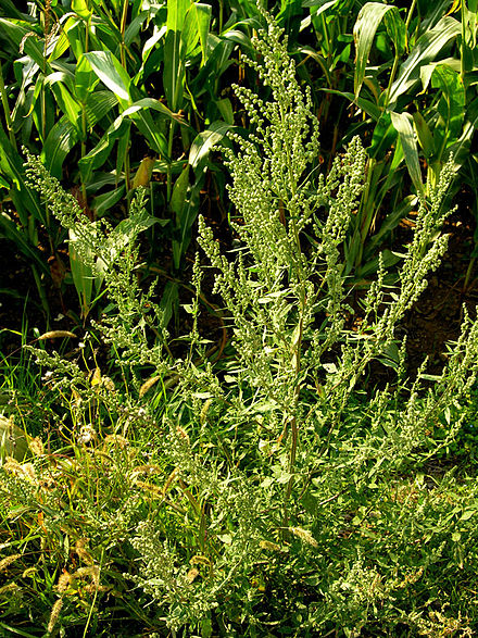 Atriplex patula (Lobodă de sălbatică)