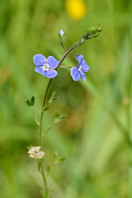 Veronica spp.