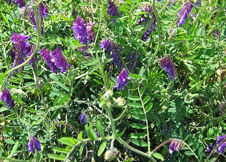 Vicia villosa (Măzăriche)