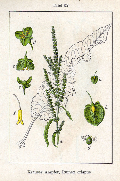 Rumex crispus (Dragavei)