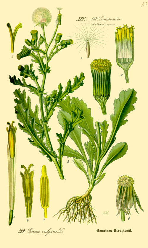 Senecio vulgaris (Cruciuliță)