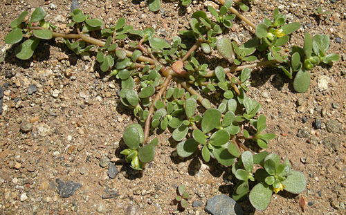 Portulaca oleracea (Iarbă grasă)