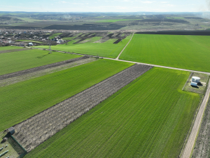 Soiurile românești de grâu, eliminate din cauza lipsei de apă