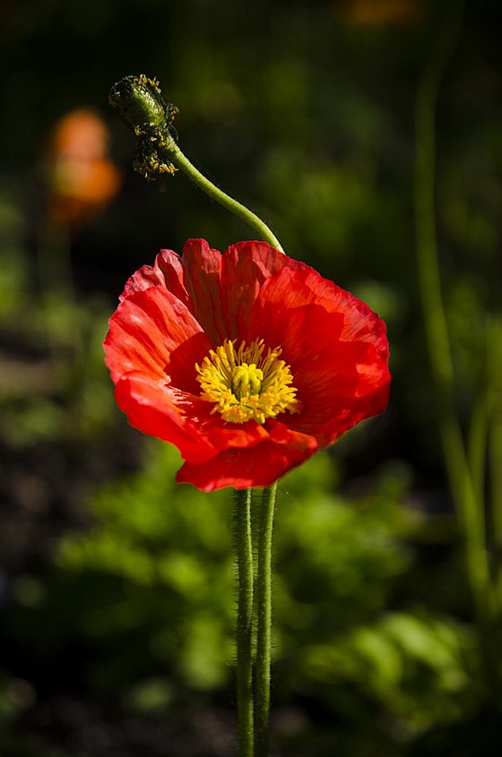 Papaver rhoeas (Mac de câmp)