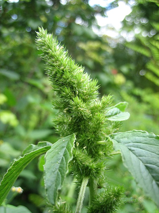 Amaranthus retroflexus (Știr)