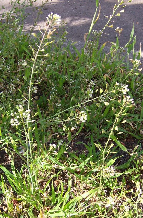 Capsella bursa-pastoris (Traista ciobanului)