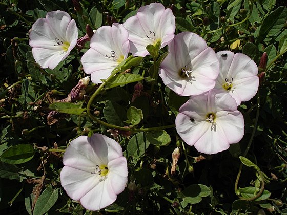 Convolvulus arvensis (Volbură)