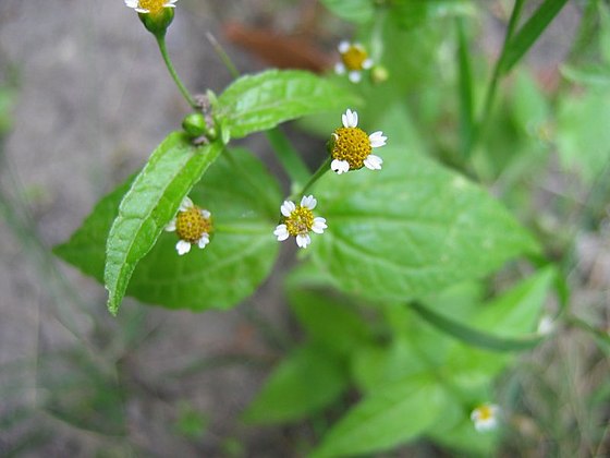 Galinsoga parviflora (Busuiocul sălbatic)