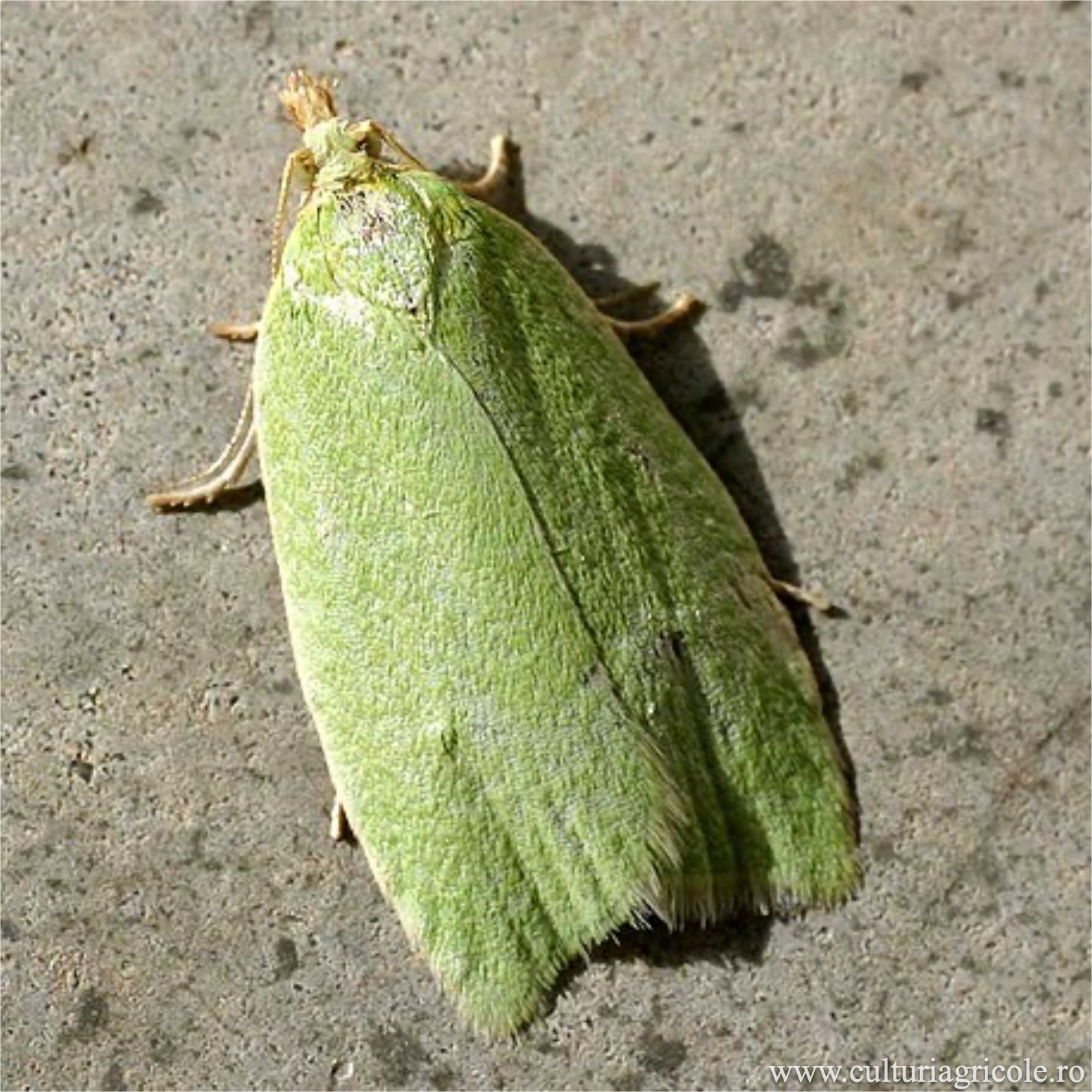 Tortricidae