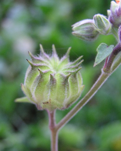 Abutilon theophrasti (Teișor)