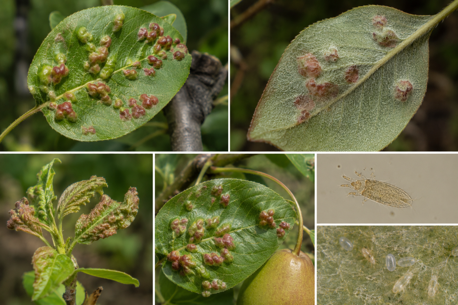 Acarianul bășicării frunzelor de păr (Eriophyes pyri) – Dăunătorul microscopic care produce bășicări și deformări ale frunzelor.