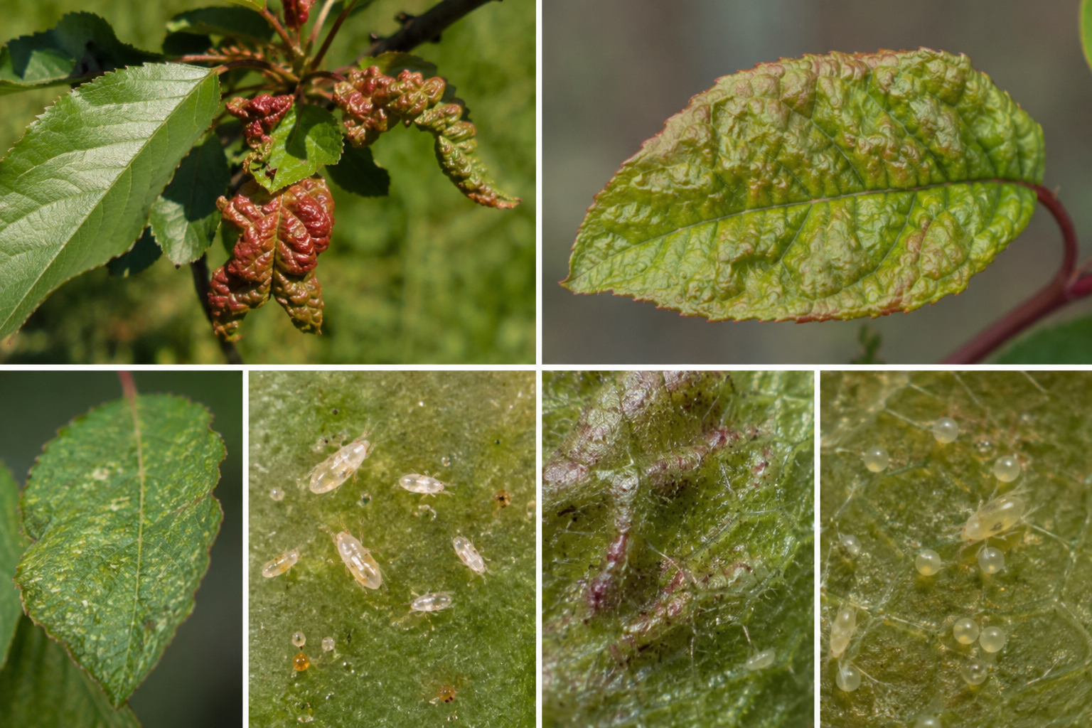 Acarianul galicol al prunului (Aculus fockeui) – Dăunătorul microscopic care produce deformări și decolorări ale frunzelor speciilor sâmburoase.