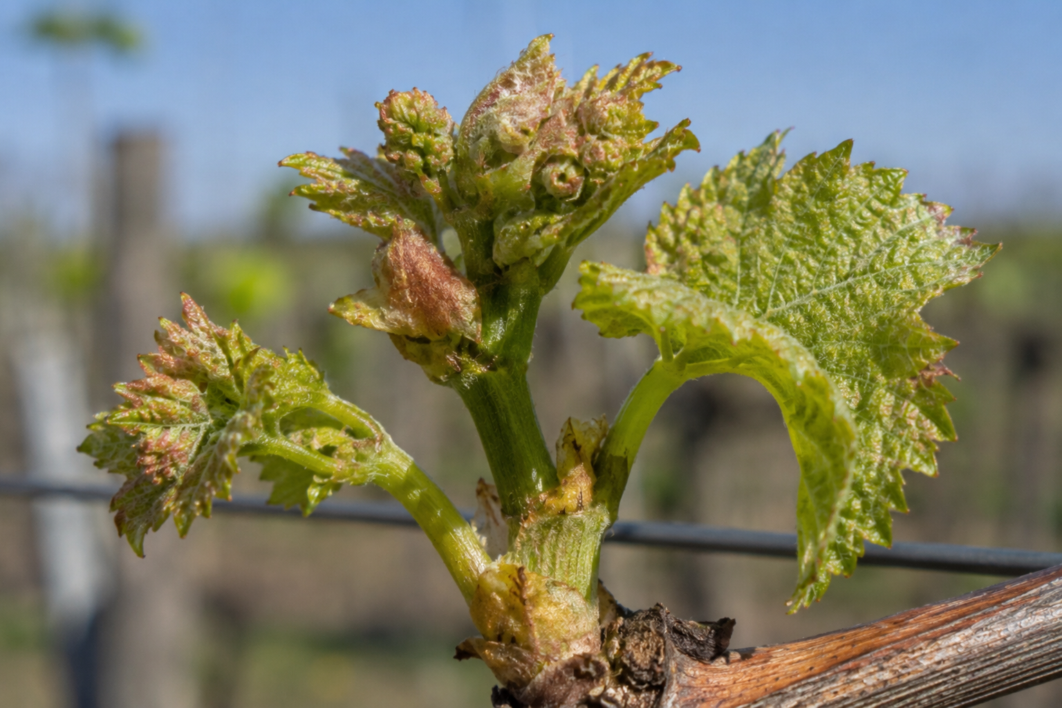 Acarianul mugurilor viței-de-vie (Calepitrimerus vitis) – Dăunător microscopic care atacă mugurii și lăstarii tineri, provocând stagnarea creșterii și reducerea producției.