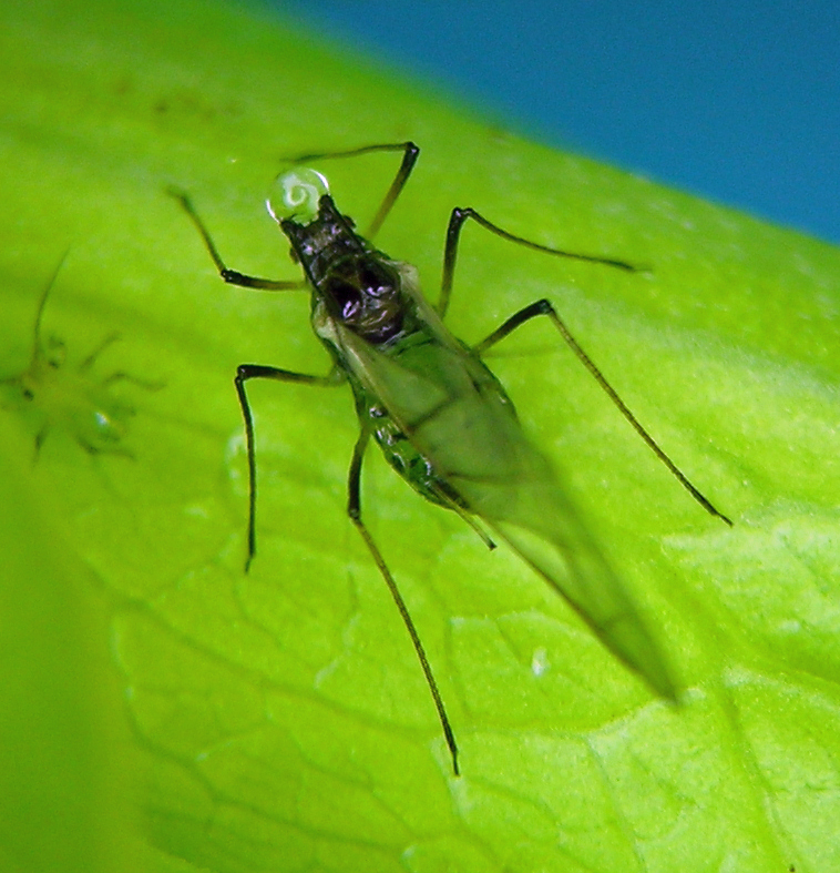 Afida verde a cartofului (Aulacorthum solani)