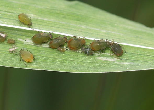 Afidele cerealelor (Rhopalosiphum padi)