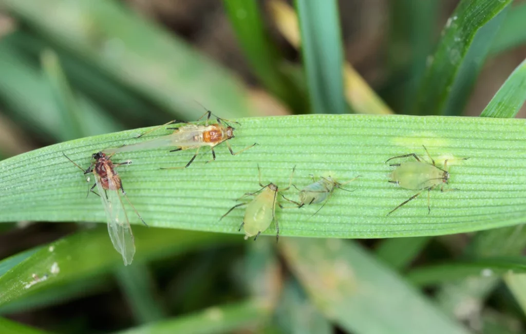 Afidele cerealelor (Sitobion avenae)