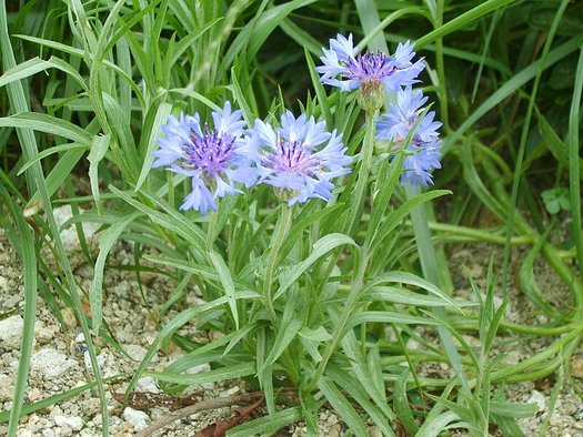 Albăstrea (Centaurea cyanus)