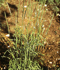 Coada vulpii (Alopecurus myosuroides)