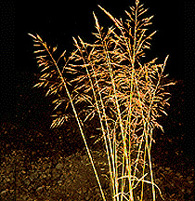 Iarba vântului (Apera spica-venti)