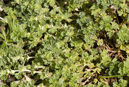 Aphanes arvensis (Pătrunjel sălbatic)