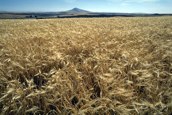 Hordeum vulgare (Orz)