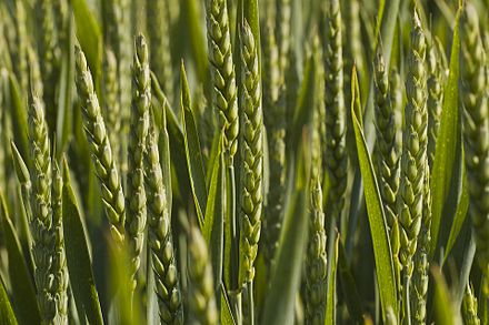Triticum aestivum (Grâu comun)